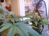 rollitup5.JPG
