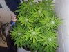 rollitup3.JPG
