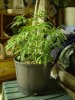 lilplant.jpg