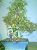 bontree.JPG