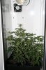 Picture 979clone.jpg