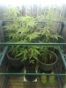 Growing Area.jpg