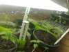 Seedlings.jpg