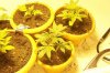 grow 2008 007.jpg