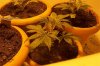 grow 2008 002.jpg
