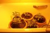 grow 2008 005.jpg