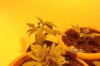 grow 2008 003.jpg