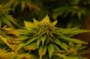 dopewear-albums-new-cab-grow-picture98747-dsc-4963.jpg