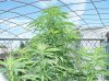 100_6600-Herijuana.jpg