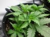 shackleford-r-albums-ls-gws-tent-grow-picture98969-pc210112.jpg
