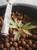 Plant Pic 4.jpg