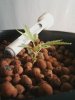 Plant Pic 5.jpg