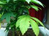 DSC00665.jpg