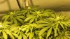 Roll it up 437.jpg