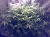 12 Days Flower.jpg