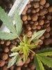 Plant pic 3.jpg