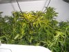 Picture 003.jpg