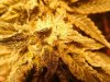 rollitup3.JPG