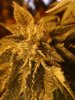 rollitup6.JPG