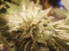 rollitup7.JPG