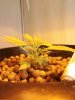 Plant pic 4.jpg