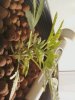 Plant pic 6.jpg