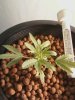 Plant pic 7.jpg