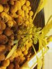 Plant pic 8.jpg