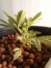 Plant pic 9.jpg