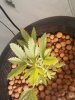 Plant pic 10.jpg