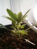Plant pic 11.jpg