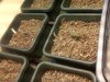 white widow sprouts.jpg