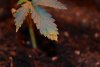 weed 010.jpg