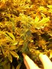 lg_Trichs 007.jpg