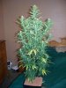 28 day white widow.jpg