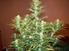 white widow close up 28 day flower.jpg