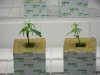 new clones 10-15-09.jpg