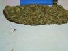 bud1.jpg