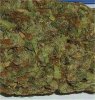 bud2.jpg