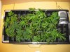 humdome_3_122709.jpg