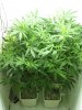 SSHcab122109-5-2wks.jpg