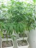 SSHcab122109-4-2wks.jpg