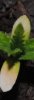 Leaf yellowing.jpg