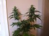 DSCF0751.jpg