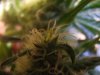 DSCF0754.jpg