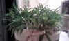d14-1-Lacy-12-6-09.jpg