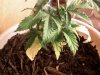 grow2.jpg