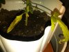 IMG00142-20091229-0052.jpg
