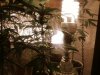 thatstankydanky-albums-babies-picture100260-inside-flowering-cabinet.jpeg thatstankydanky-albums-babies-picture100260-inside-flowering-cabinet.jpeg