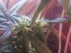 thatstankydanky-albums-babies-picture100261-little-side-nuggies-developing.jpeg thatstankydanky-albums-babies-picture100261-little-side-nuggies-developing.jpeg